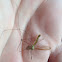 Crane Fly
