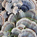 Unknown Fungi