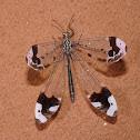 Antlion