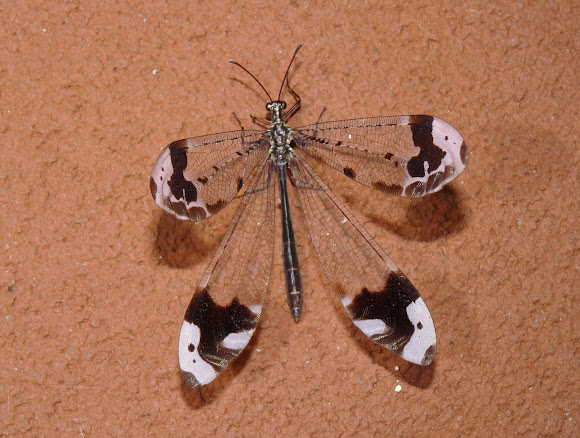 Spotting Image 1