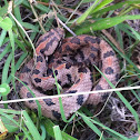Western Pygmy Rattlesnake