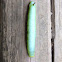 Snowberry Clearwing Caterpillar