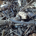 Dekay's Brown Snake