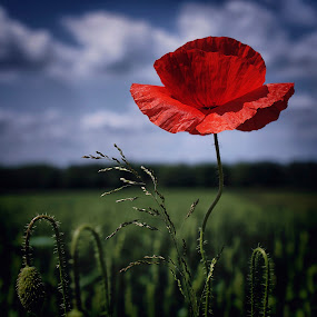poppy by Branka Radmanić - Nature Up Close Flowers ( croatia, meadow, poppy, spring, flower )