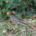 American Robin