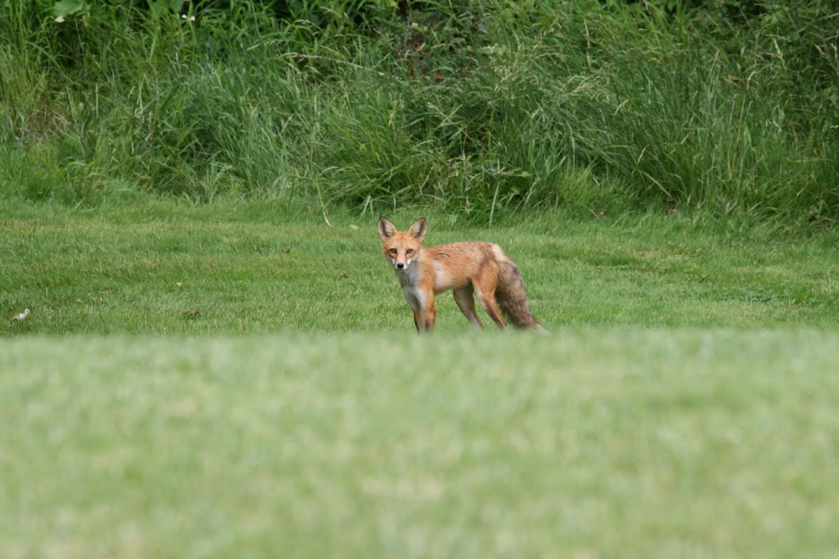 Red Fox