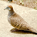 Zebra Dove