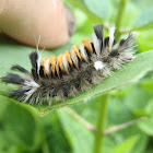 Milkweed Tussock Moth Caterpillar