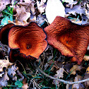 Jack-O'-Lantern Mushroom / Zavodnica