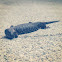 Western Fence Lizard