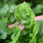 Grasshopper (species unknown)