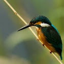 Common kingfisher