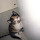 Kittycat22