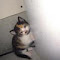 Kittycat22