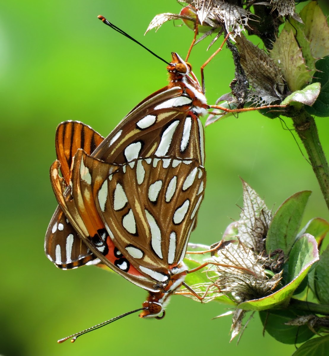 Gulf fritillary
