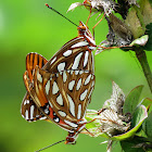 Gulf fritillary