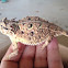Texas horned lizard