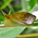 Snail