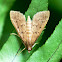 Southern Beet Webworm Moth, Two-spotted Herpetogramma