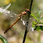 Common darter female?