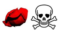 [slotsroseandskull19.jpg]