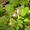 common wood sorrel