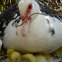 Muscovy Duck
