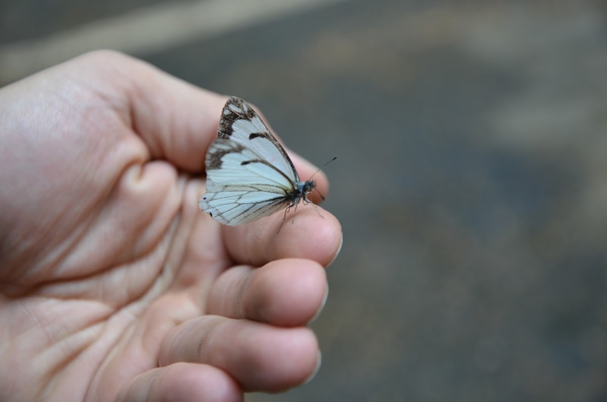 Pine Butterfly