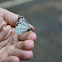 Pine Butterfly