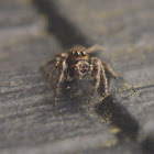Bronze Jumper
