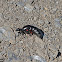 oil beetle