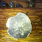 Sand dollar