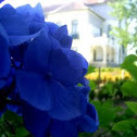 Hydrangea