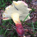 bicolor bolete