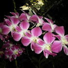Dendrobium Orchid.