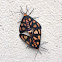 Wasp Moth