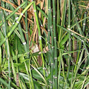 Horsetail