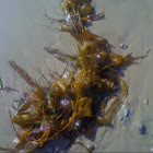 seaweed