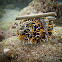 Collector Urchin
