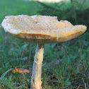 Fly agaric