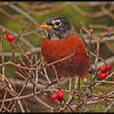 American Robin