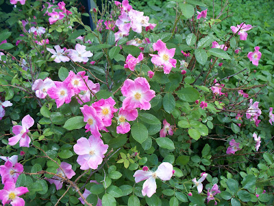 Growing Herbal on Grow Their Herbs And Tea And Other Products They Offer