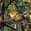 Wren