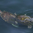 Preserve Florida's Water