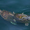 Florida red-bellied cooter