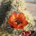 Wolf's Cholla