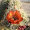 Wolf's Cholla