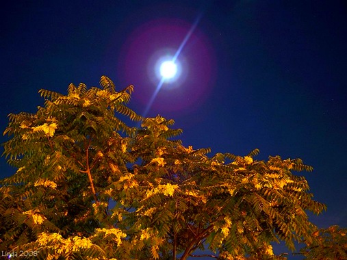 [The moon over a tree[5].jpg]