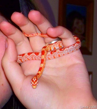 [A snake in the hand[9].jpg]