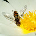 Mosca cernidora